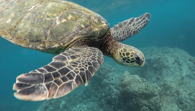 animal, turtle, coral reef, ocean, sea, swimming, tortoise, underwater, water, wildlife, animal world, wildlife photography, nature, reptile, earth day