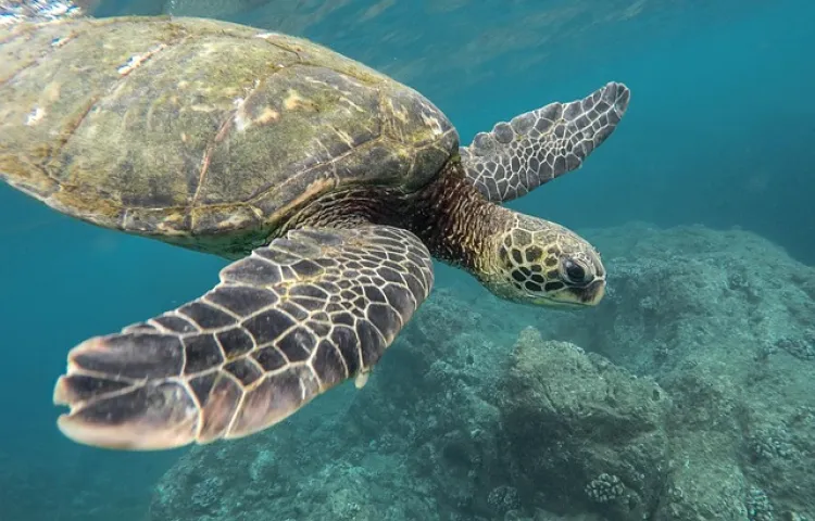 animal, turtle, coral reef, ocean, sea, swimming, tortoise, underwater, water, wildlife, animal world, wildlife photography, nature, reptile, earth day